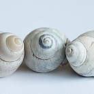 shellfish-8081030_1280