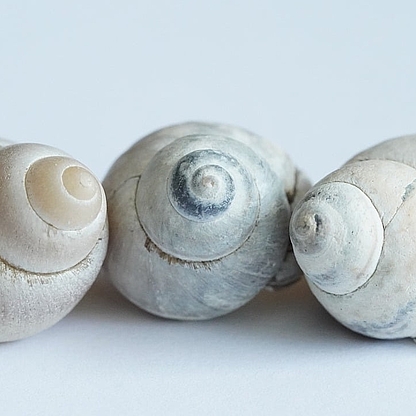 shellfish-8081030_1280